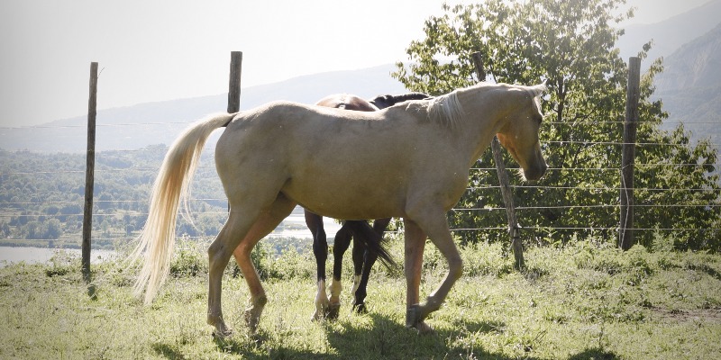 https://www.pacashop.it/ - Come Evitare il Calo di Forma e Muscolo del Cavallo a Fine Estate