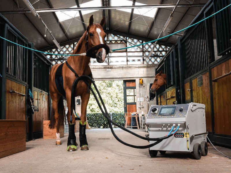 Cavallo in scuderia con fasce per la terapia del freddo collegate al macchinario STAYCRIO®