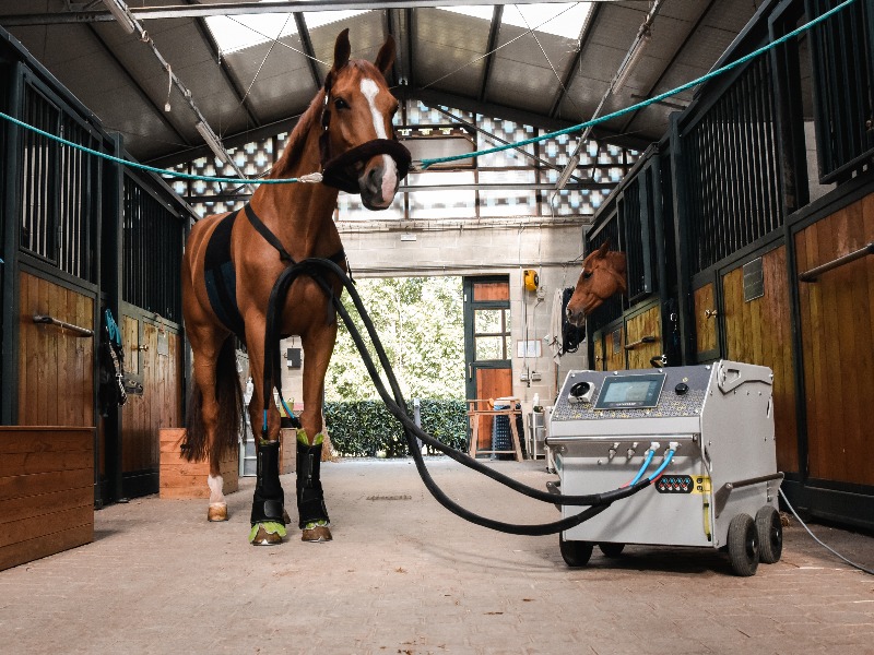 Cavallo in scuderia con fasce per la terapia del freddo collegate al macchinario STAYCRIO®