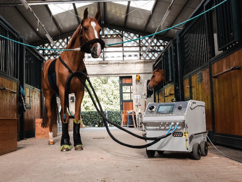 STAYCRIO® - terapia del freddo per cavalli